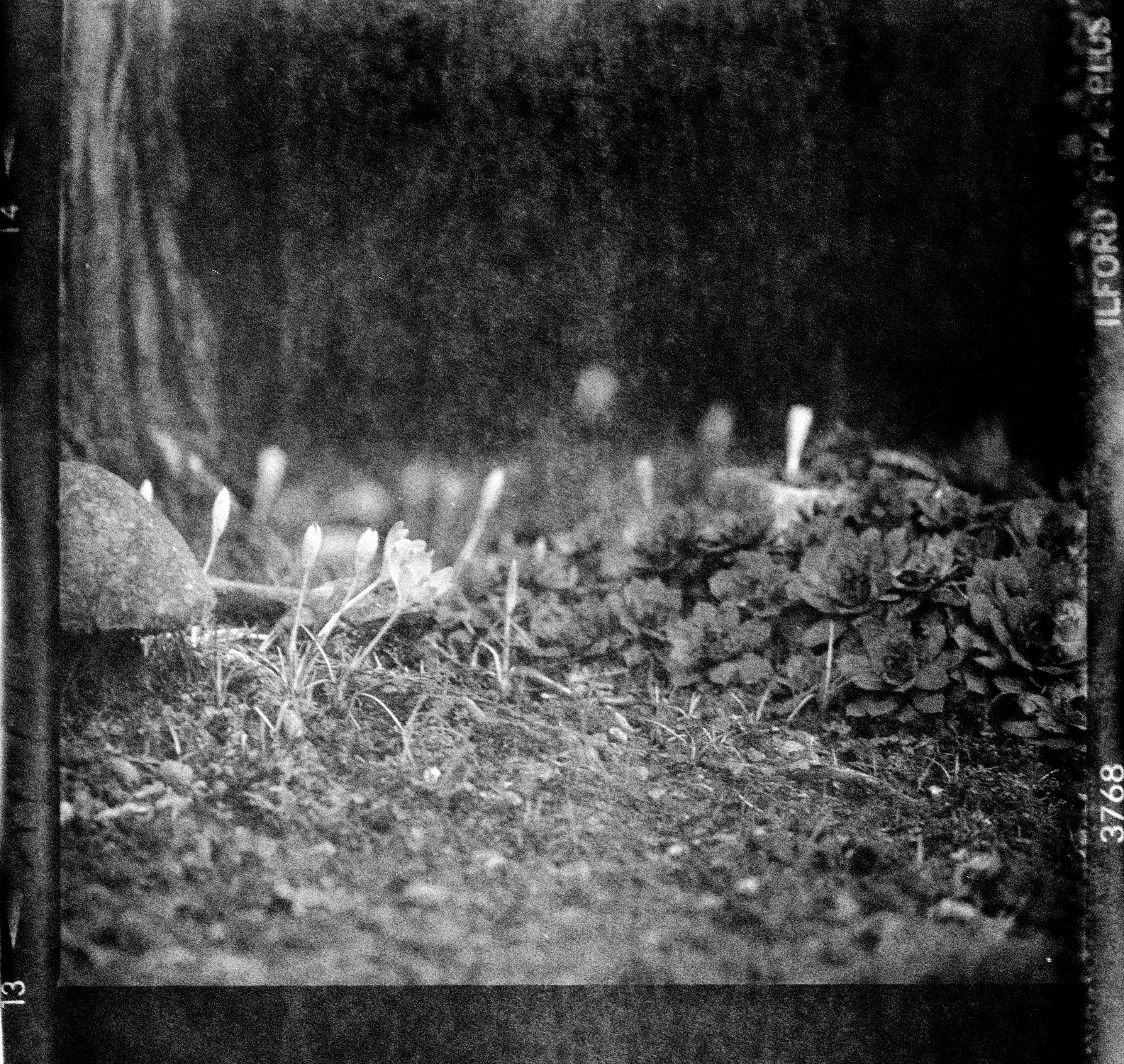 grayscale photo of grass and tree